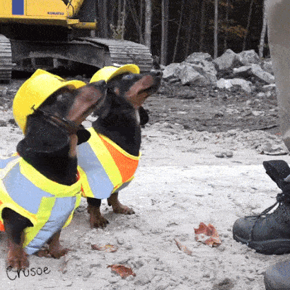 Construction dogs